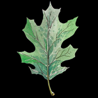Silvanus